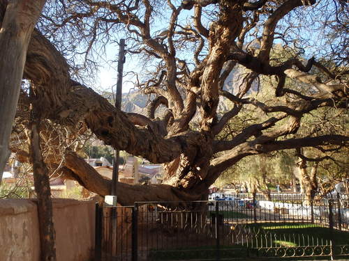 700 year old Algarrobo Tree.